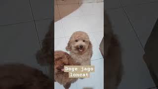 Anjing poodle jago loncat #doge #anjinglucu #anjingku