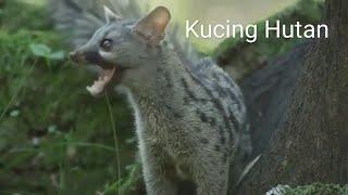 Wild Cat Species  Kucing Hutan #1