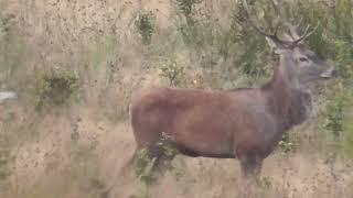 Brunstjagt på kronhjort Polen 2022 - rut hunting for red deer stag -  Brunftjagd auf Rotwild hirsch