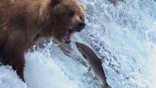 Grizzly Bears Catching Salmon  Natures Great Events  BBC Earth
