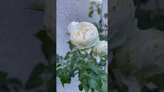 Tantau rose Wedding piano spring 2024