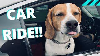 Dogs excited for CAR RIDE Best Dog Reaction Ever