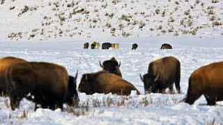 24 Yellowstone Wolves Hunting Bison  Wildlife in 4K  Inspire Wild Media