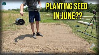Planting Grass Seed In JUNE??  How To Plant Buffalo Grass From Seed