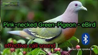 eBirdPink-necked Green-Pigeon - eBird