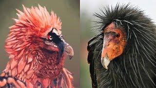 10 Most Majestic Vultures in the World