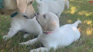 Flashback Friday Puppies FIRST outside picnic