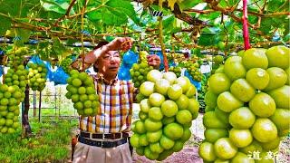 How Farmers Harvest Thousands Tons of Fruits - GuavaGrapeAloe veraOlive - Fruit Harvesting  2023