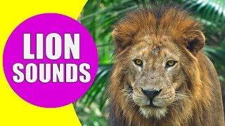 LION SOUNDS for Kids - Learn Roaring Growling and Purring Sound Effects of Lions