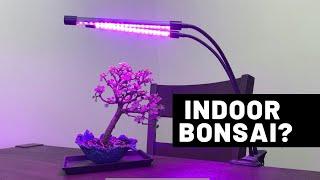 3 Species For Growing  Bonsai Trees Indoors - The Bonsai Supply