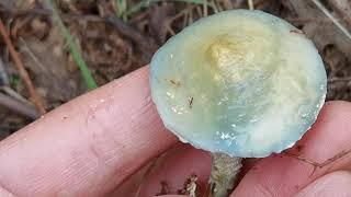 Stropharia aeruginosa. inconfundible y bonita especie viscosa y de color azul verdoso.