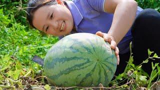 Harvesting giant watermelons For sale 50 kg To share with children for the joy of eating every day