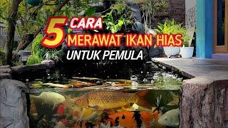 5 Cara Merawat Ikan Hias untuk Pemula