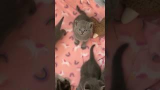 My 1st litter of British Shorthair Kittens turned 4 weeks old today  #britishshorthair