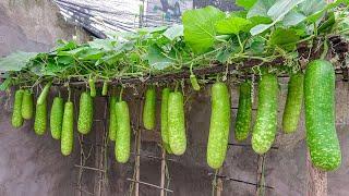 I cant believe its so easy to grow gourds in plastic containers and give so many fruits