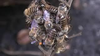 Asian honey bees Apis cerana heat ball hornets Vespa velutina when they get too close