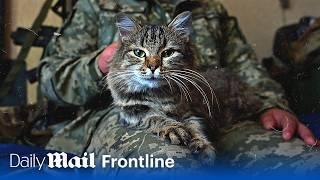 Frontline battle cats Meet Ukraines surprising secret weapon  Frontline  Daily Mail