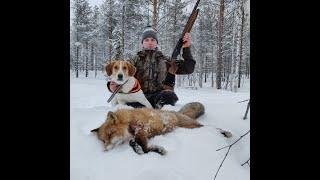 Ketun Metsästys  Fox Hunting 2020 Jakso 9