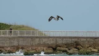 Osprey diving into Sebastian Inlet slow motion 12 March 2022