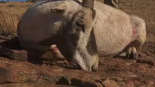 Arabian Oryx Hunt