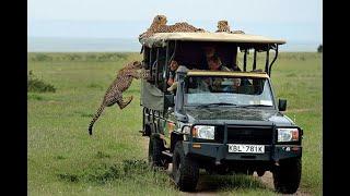 Lion and Zebras in Mikumi National Park  Adventurous trip  Tanzania