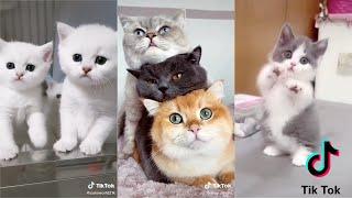 Kucing Lucu Gemesin Gemoy  Video Tiktok Kucing Lucu Terbaru 2020