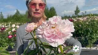 Madame Marine peony. Мадам Марин пион. Пулков сад