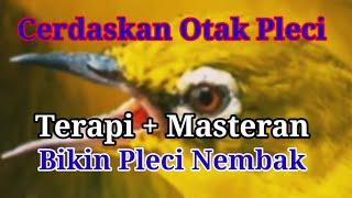 Buktikan‼️ Cerdaskan Otak PleciTerapi dan Masteran Pleci Nembak Mudah Ditirukan