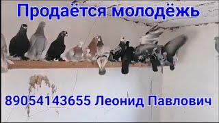 Продаётся молодёжь 89054143655 Леонид Павлович   все вопросы по телефону