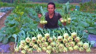 A lifetime of kohlrabi from planting to harvest .