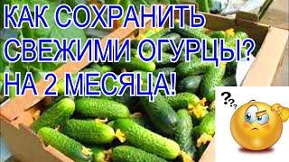 Как сохранить огурцы свежими до 2 месяцев?лайфхаки10 способов