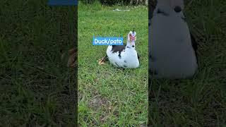 duckpato