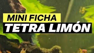 Mini Ficha Tetra Limón