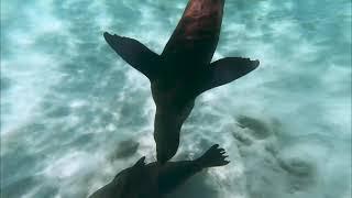 Snorkeling and Diving with Seals at San Cristobal Galapagos Islands