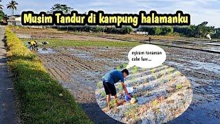 Musim Tandur di Desaku  siram tanaman cabai #petani #berkebun