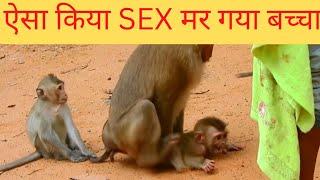 munkey sex  munkey baby sex @kumaranimalsxyz.8M #sex #animals #trending #animalsex