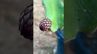 Rare Dragon Fruit Flowers  #dragonfruit #pitahaya #dragonfruitflower #garden #flower #flowerbud