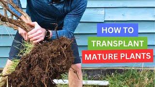 How To Transplant Mature Plants