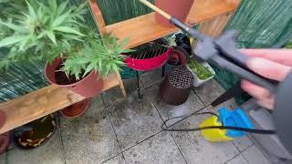 Outdoor BalkonCannabisGrowSpassMedizinPflanzen Tips  Freude am GärtnernRoyal RutzNeemöl