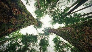 How trees talk to each other  Suzanne Simard