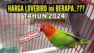 update harga lovebird biola green terbaru di bulan januari 2024