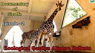 Giraffe at Alipore Zoo Episode 2