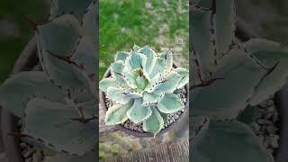 Agave Potatorum Kichiokan #youtubeshorts #foryou #garden