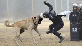 Kangal is too Dangerous to be in Police