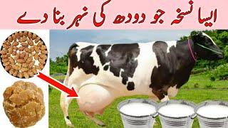 How to increase Milk and Udder Of Cows and Buffalo  Doodh badhane ki khurak  doodh double