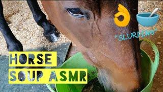 Good Soup  HORSE EATING ASMR - Sloppy slurping birds chirping 