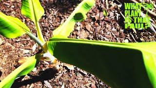 My Baby BLUE JAVA BANANA Tree is READY For a Permanent HOME  ICE CREAM BANANA 