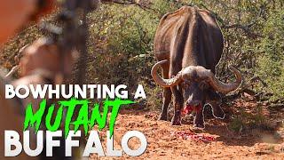 Josh Bowmar Bowhunts A MUTANT Cape Buffalo  BEAST BROADHEADS 