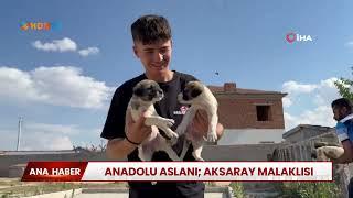 Anadolu aslanı Aksaray malaklısı