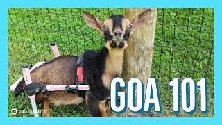 What is Goats of Anarchy?? INTRO TO G.O.A.